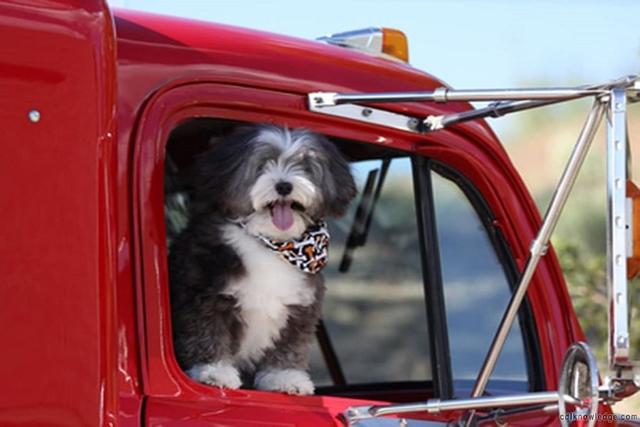 Truck Drivers With Dogs 101: Details Explained